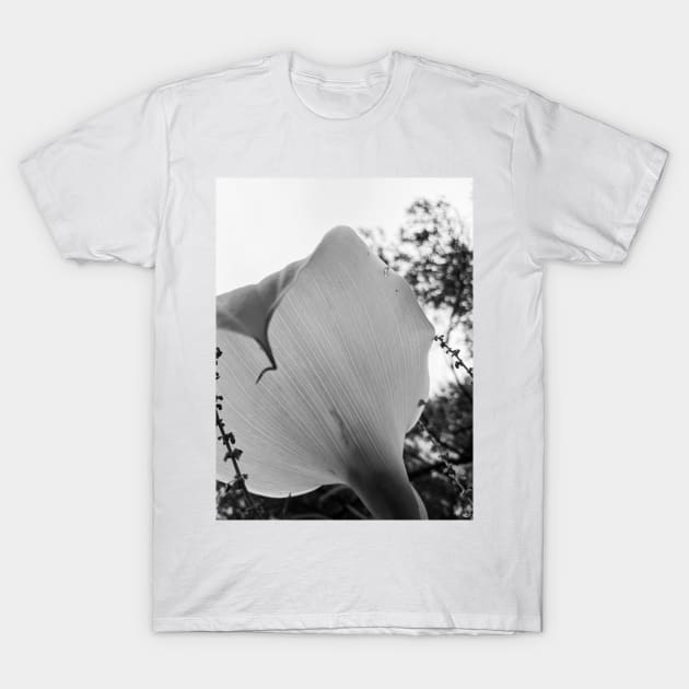 Calla Lily black and white T-Shirt by aeolia